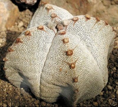 Astrophytum myriostigma cv onzuka.jpg