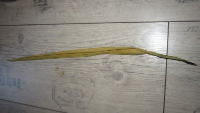 IMG_1195.JPG