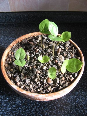 Zamioculcas zamiifolia.JPG