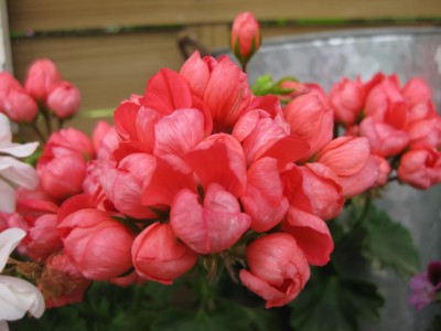 IMG_4517.jpg