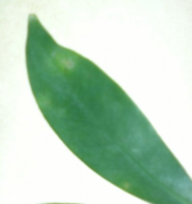 Blattoberseite mit Pusteln.jpg