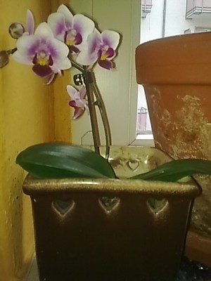 Phalaenopsis....jpg