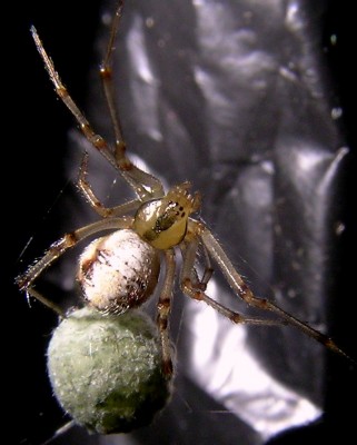 06.09.2007 eingeschlichen.jpg