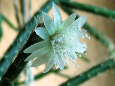 R. pilocarpa.JPG