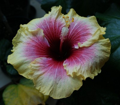 Tahitian_Queen_2013_1.JPG