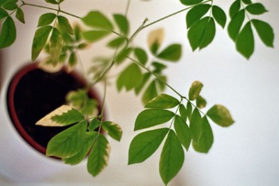 Regenbaum 2.jpg