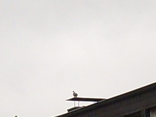 Möwe.JPG