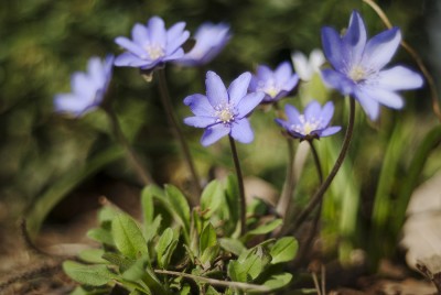 hepatica.jpg