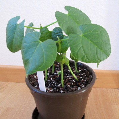 C. rosea.jpg