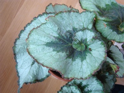Begonia rex_2.JPG