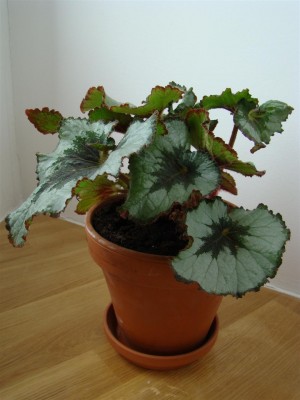 Begonia rex_1.JPG