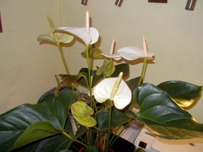 Anthurium.JPG