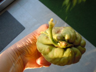 chayote.JPG