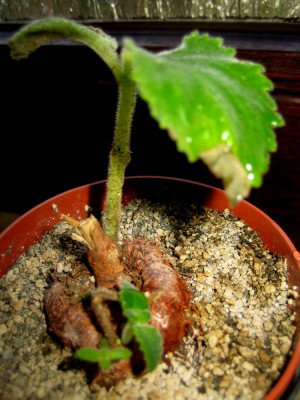 Sinningia- cooperi grüne Variante.jpg