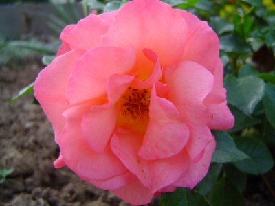 Rose 3.JPG