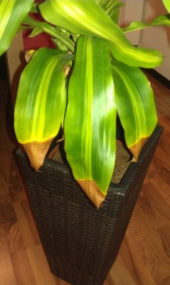 IMAG0627.jpg