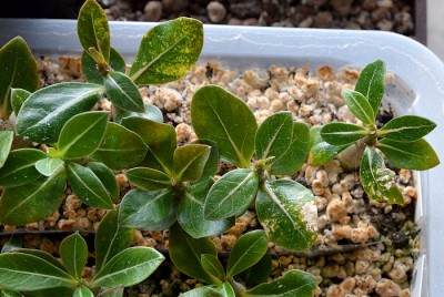 2 b Blätter Spray.jpg