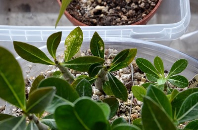 2 a Blätter Spray.jpg