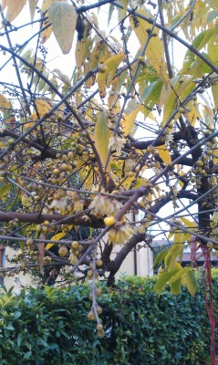 IMAG0155.jpg