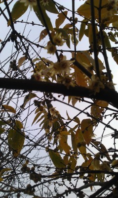 IMAG0154.jpg