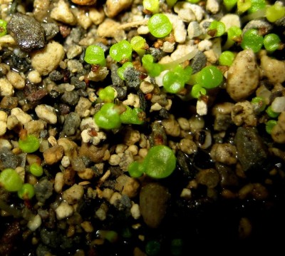 lebende-Steine-Lithops-147.jpg