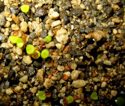 lebende-Steine-Lithops-125.jpg