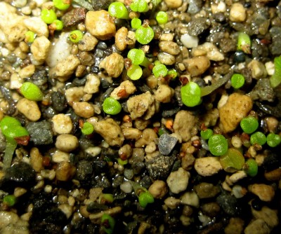 lebende-Steine-Lithops-146.jpg