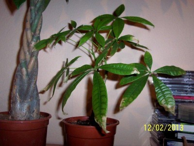 100_4816.jpg.jpg