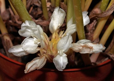 Calathea bella 2013-6 (3b).jpg