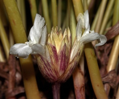 Calathea bella 2013-6 (4a).jpg