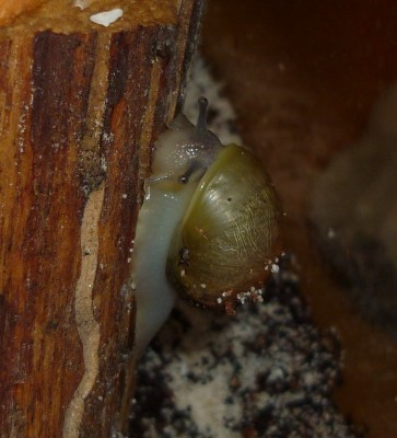 P1030468crop.jpg