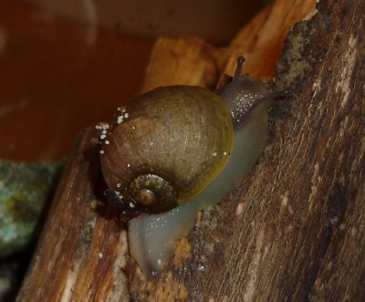 P1030472crop-2.jpg
