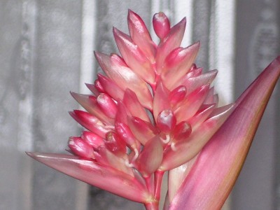 Stromanthe sanguinea triostar (11).jpg