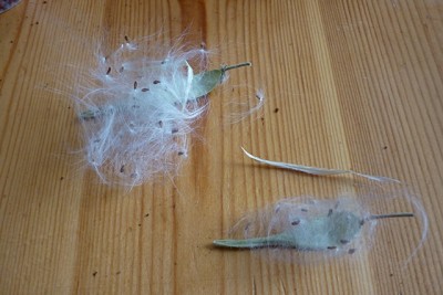 Hoyasamen 2013 005.JPG