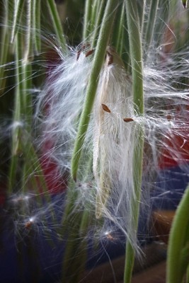 Hoyasamen 2013 002.JPG