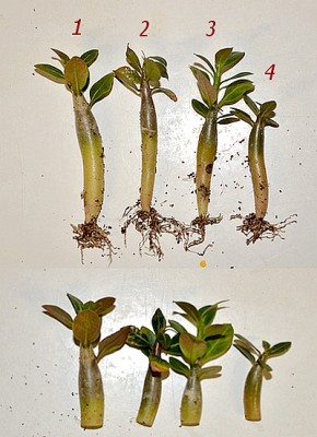 A. arabicum halb-halb.jpg