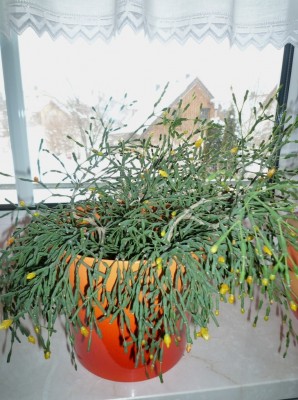 Hatiora salicornioides.JPG