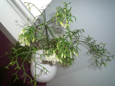 R. cereuscula v. Norbert.JPG
