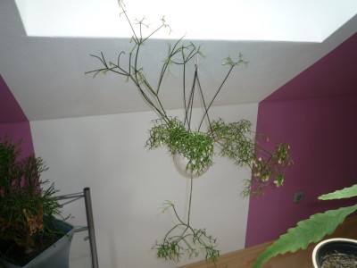 R. cereuscula.JPG