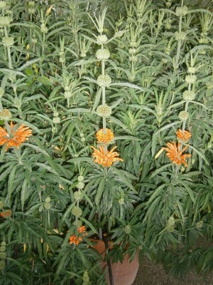 Leonotis leonurus - 001 (600x800).jpg