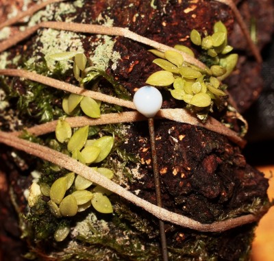 Barbosella 2013-31 (1).jpg