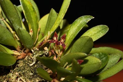 Anathallis funerea 2013-32 (1).jpg