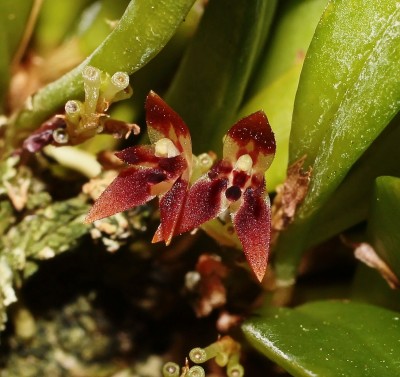 Anathallis funerea 2013-32 (2).jpg