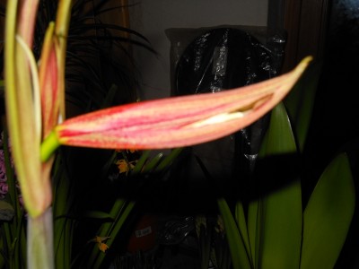 Cybister 12.02.2013.JPG