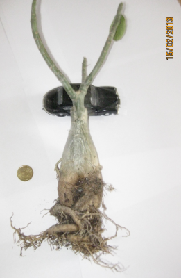 White Wave 3 vom 15.02.2012.png