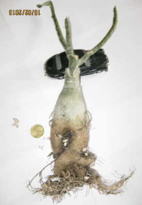 White wave  2 vom 15.02.2016.png