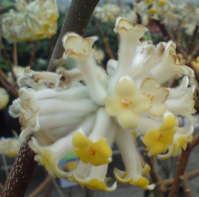 Edgeworthia chrysantha Papierstrauch.jpg