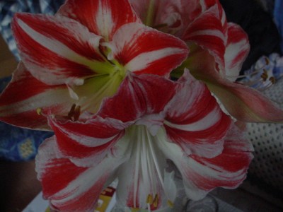 DSC00105.JPG