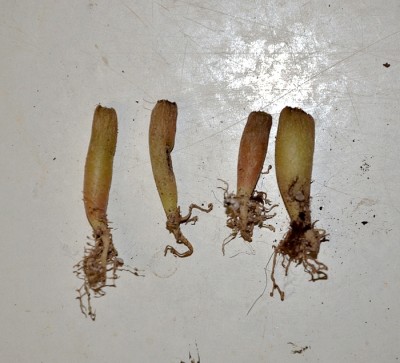 A. arabicum Unterteil.jpg