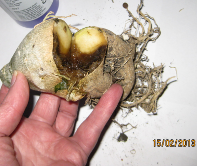 White wave beschnitten.png